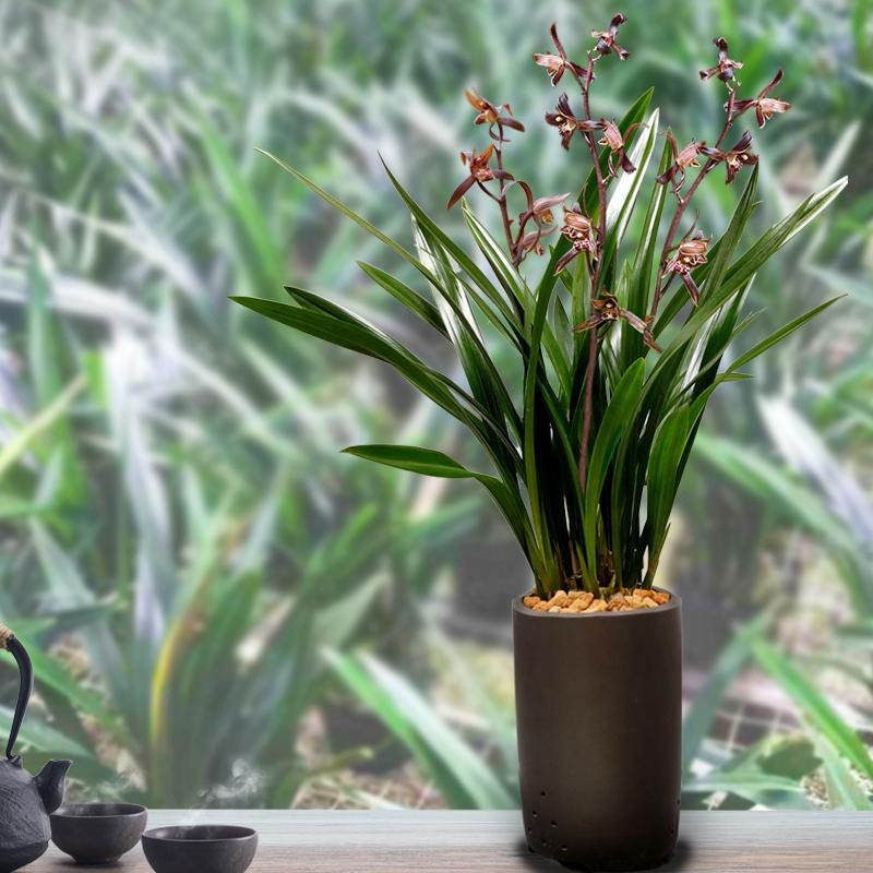 Giu 5 loai hoa thinh vuong trong nha, may man keo dai-Hinh-7