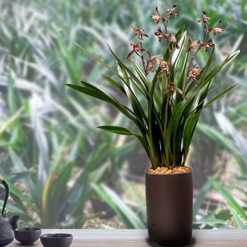 Giu 5 loai hoa thinh vuong trong nha, may man keo dai-Hinh-7