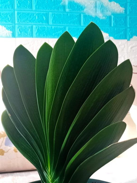 Giu 5 loai hoa thinh vuong trong nha, may man keo dai-Hinh-6