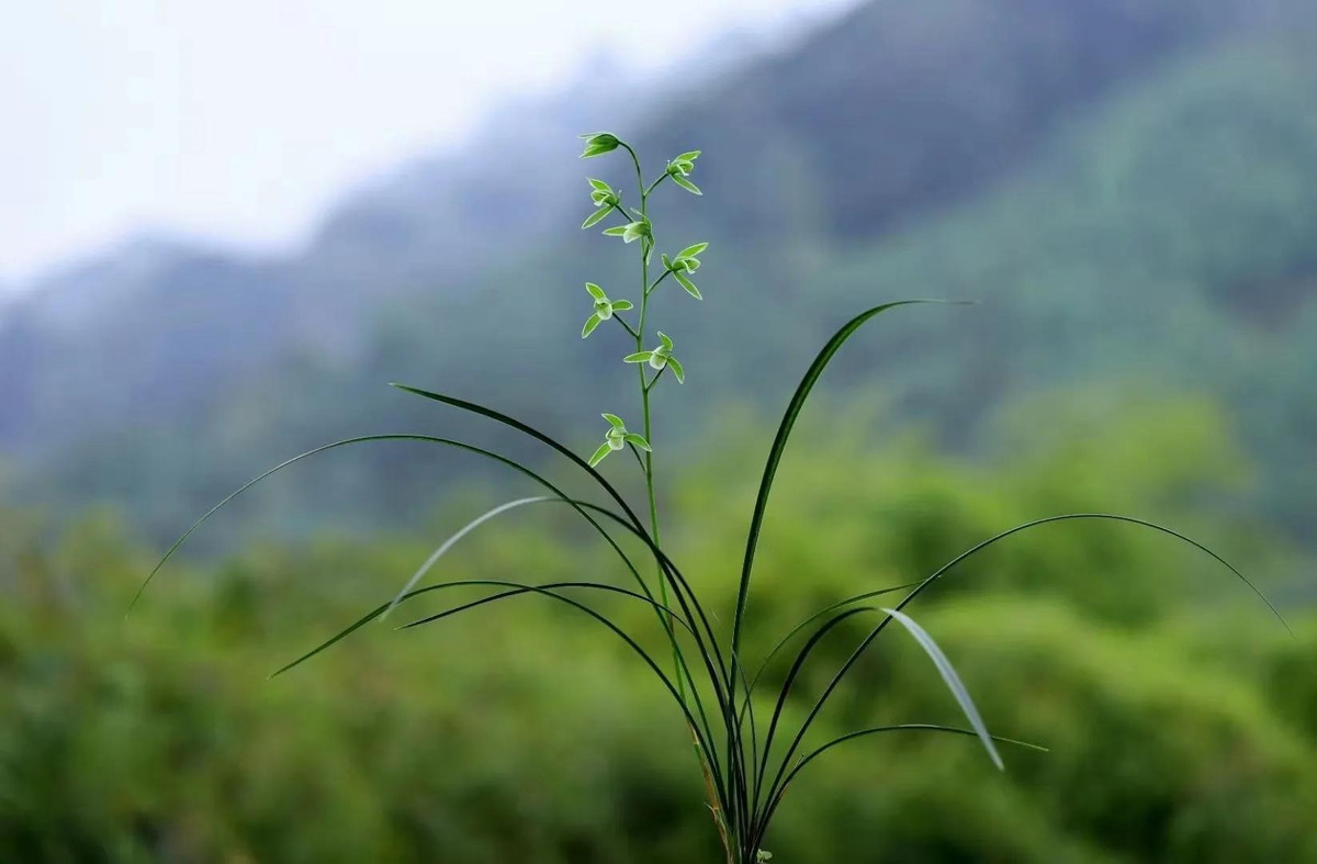 Giu 5 loai hoa thinh vuong trong nha, may man keo dai-Hinh-9