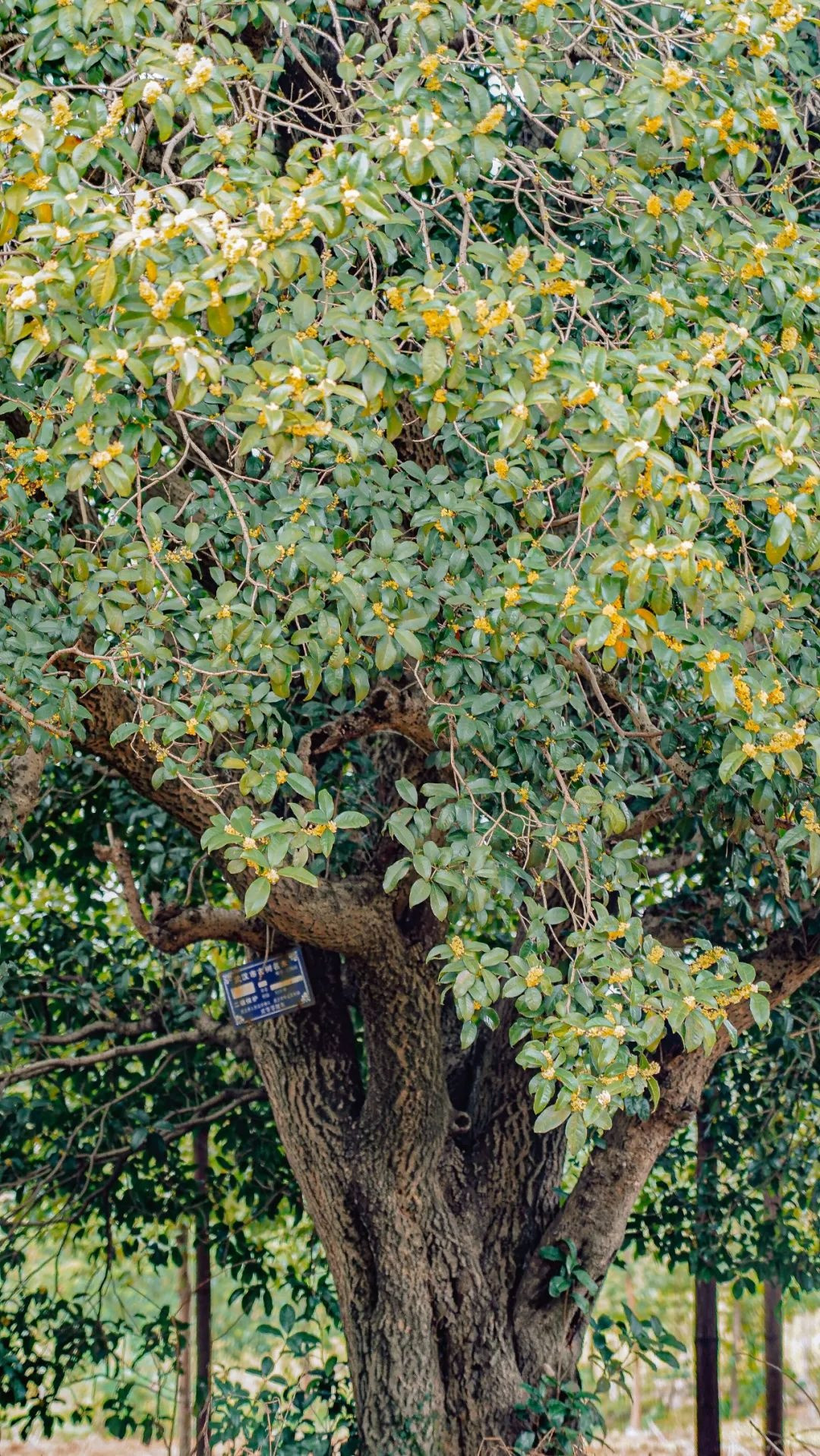 Giu 5 loai hoa thinh vuong trong nha, may man keo dai-Hinh-2