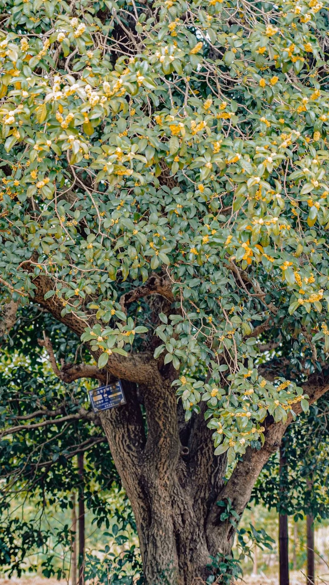 Giu 5 loai hoa thinh vuong trong nha, may man keo dai-Hinh-2