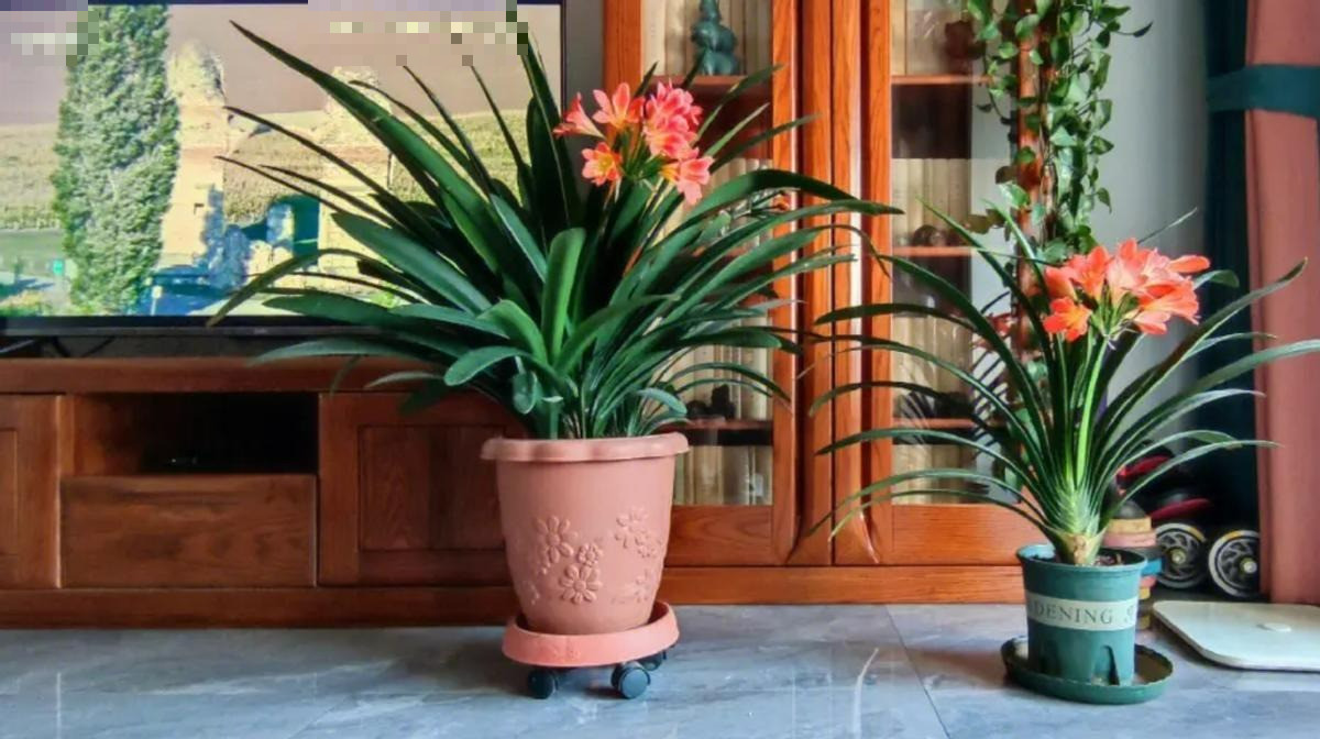 Giu 5 loai hoa thinh vuong trong nha, may man keo dai-Hinh-4