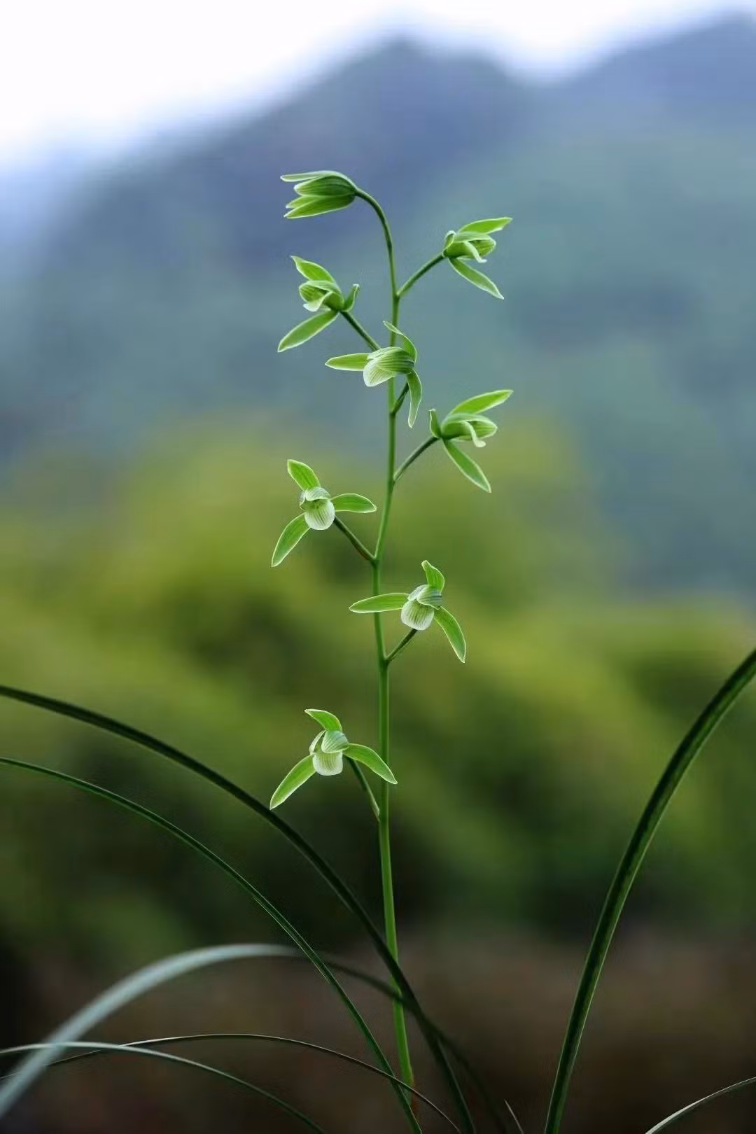 Giu 5 loai hoa thinh vuong trong nha, may man keo dai-Hinh-8