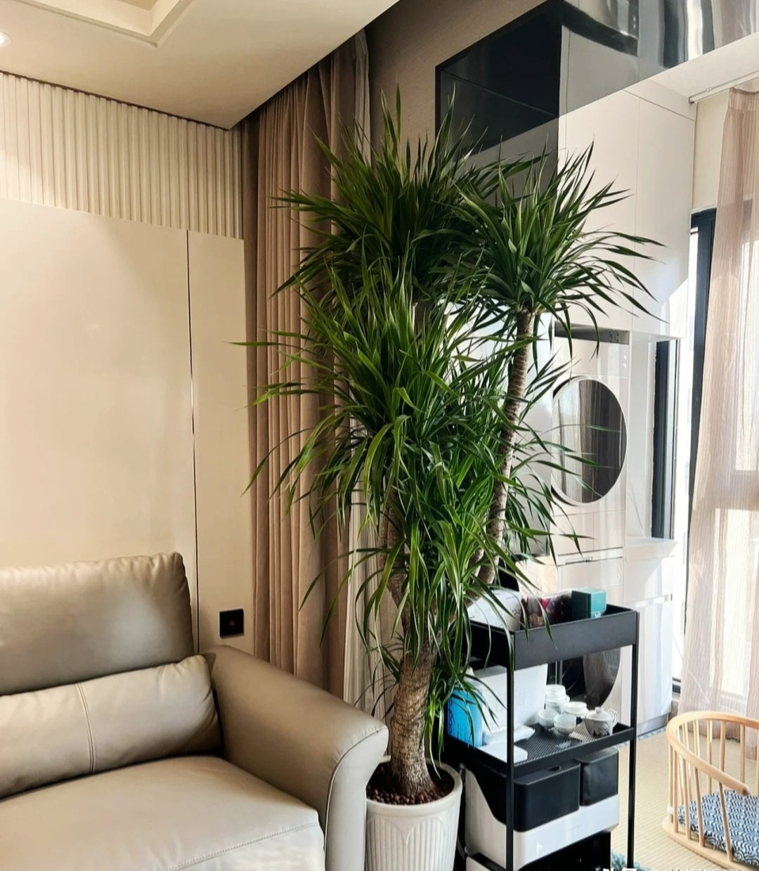 Giu 5 loai hoa thinh vuong trong nha, may man keo dai-Hinh-10