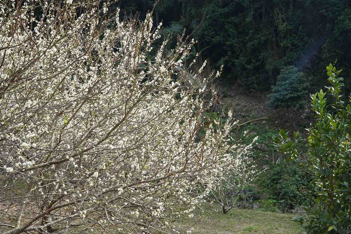 “Ngoài ngắm hoa mận, du khách đến Đồng Lâm mùa này có thể ngắm hoa đào nở rộ. Hiện, Đồng Lâm đang vào mùa khô, du khách đến đây sẽ có dịp cắm trại, cưỡi ngựa hoặc các hoạt động dã ngoại ngoài trời”, anh Vũ chia sẻ. Ảnh: Hoàng Vũ
