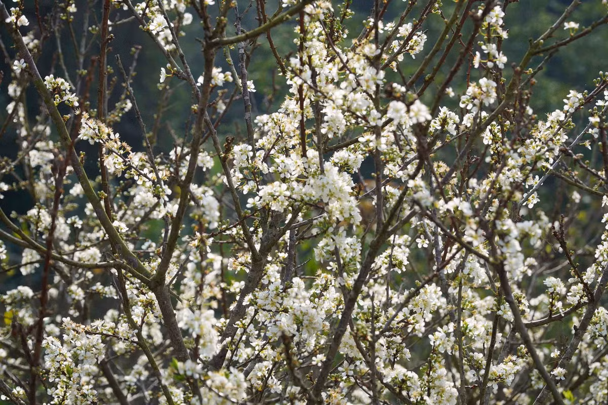 Hoa mận nở bung như những bông tuyết, tựa “chiếc thảm bông” giữa đất trời. Ảnh: Hoàng Vũ