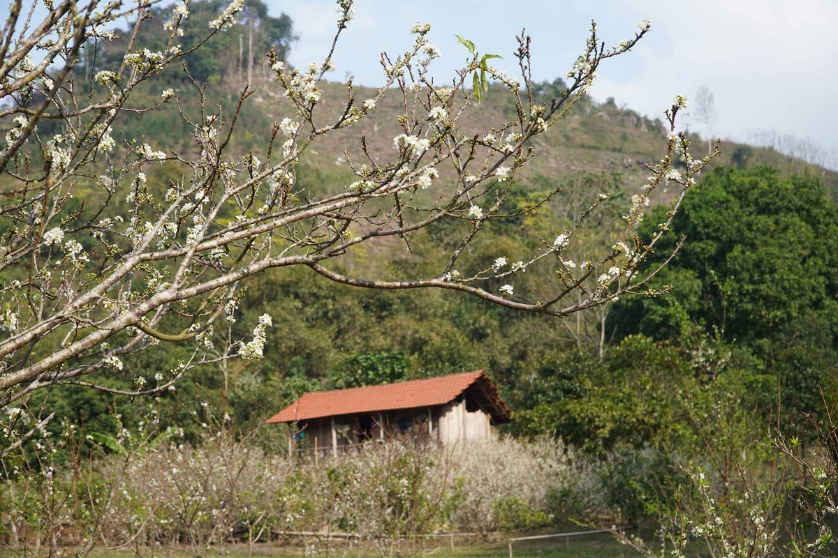 Ngoài việc ngắm hoa mận tại thảo nguyên Đồng Lâm, xã Hữu Liên còn là nơi lưu giữ được nguyên vẹn những phong tục tập quán và nét văn hóa truyền thống mang đậm đà bản sắc của người dân tộc bản địa như Tày, Nùng, Dao… Ảnh: Hoàng Vũ