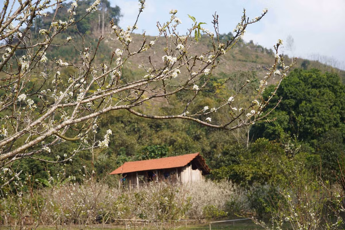 Ngoài việc ngắm hoa mận tại thảo nguyên Đồng Lâm, xã Hữu Liên còn là nơi lưu giữ được nguyên vẹn những phong tục tập quán và nét văn hóa truyền thống mang đậm đà bản sắc của người dân tộc bản địa như Tày, Nùng, Dao… Ảnh: Hoàng Vũ
