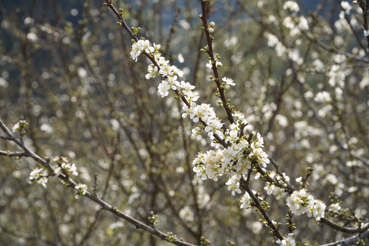 Hoa mận nở thành chùm dày, cánh hoa mỏng ôm lấy nhụy vàng. Các gốc mận xù xì nhưng đến mùa hoa nở mang lại vẻ đẹp riêng cho “ thảo nguyên xanh” Đồng Lâm. Ảnh: Hoàng Vũ