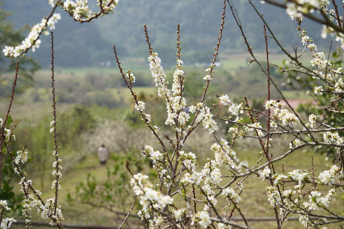 Cách Hà Nội khoảng 130km, thảo nguyên Đồng Lâm là điểm đến được nhiều du khách yêu thích trong thời gian gần đây. Ảnh: Hoàng Vũ