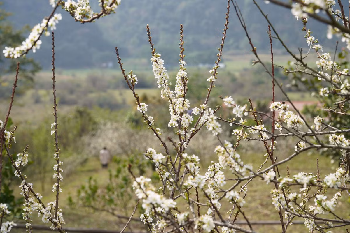 Cách Hà Nội khoảng 130km, thảo nguyên Đồng Lâm là điểm đến được nhiều du khách yêu thích trong thời gian gần đây. Ảnh: Hoàng Vũ