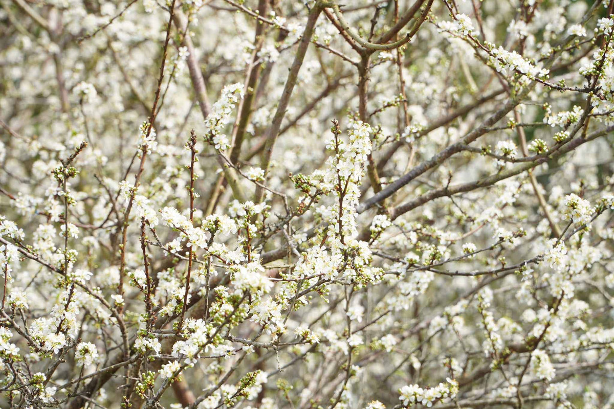 Anh Hoàng Vũ, đến từ xã Hữu Liên, cho biết hoa sẽ nở khoảng hơn 10 ngày nữa, tùy vào tình hình thời tiết. Phí vào các vườn hoa mận ở Đồng Lâm dao động từ 10.000 đồng dành cho trẻ em và 20.000 đồng dành cho người lớn. Ảnh: Hoàng Vũ