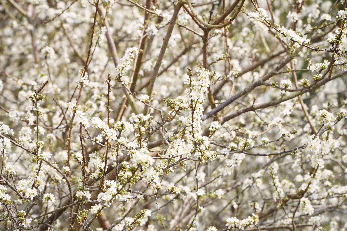 Anh Hoàng Vũ, đến từ xã Hữu Liên, cho biết hoa sẽ nở khoảng hơn 10 ngày nữa, tùy vào tình hình thời tiết. Phí vào các vườn hoa mận ở Đồng Lâm dao động từ 10.000 đồng dành cho trẻ em và 20.000 đồng dành cho người lớn. Ảnh: Hoàng Vũ