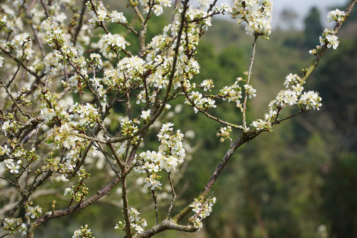 Thảo nguyên này có diện tích rộng gần 100 hec-ta với những cánh đồng cỏ xanh mướt, thảm thực vật phong phú, núi đá hoang sơ, hồ nước xanh màu ngọc bích… Ảnh: Hoàng Vũ