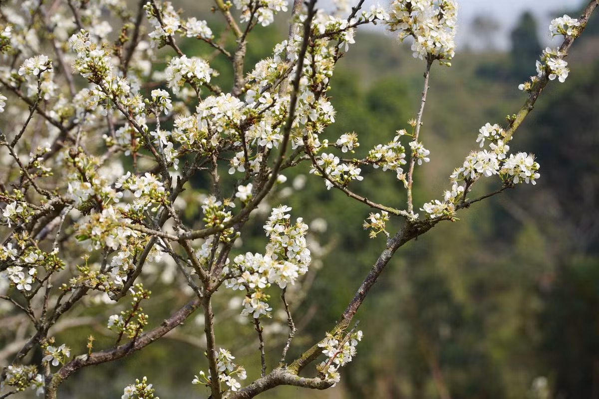 Thảo nguyên này có diện tích rộng gần 100 hec-ta với những cánh đồng cỏ xanh mướt, thảm thực vật phong phú, núi đá hoang sơ, hồ nước xanh màu ngọc bích… Ảnh: Hoàng Vũ