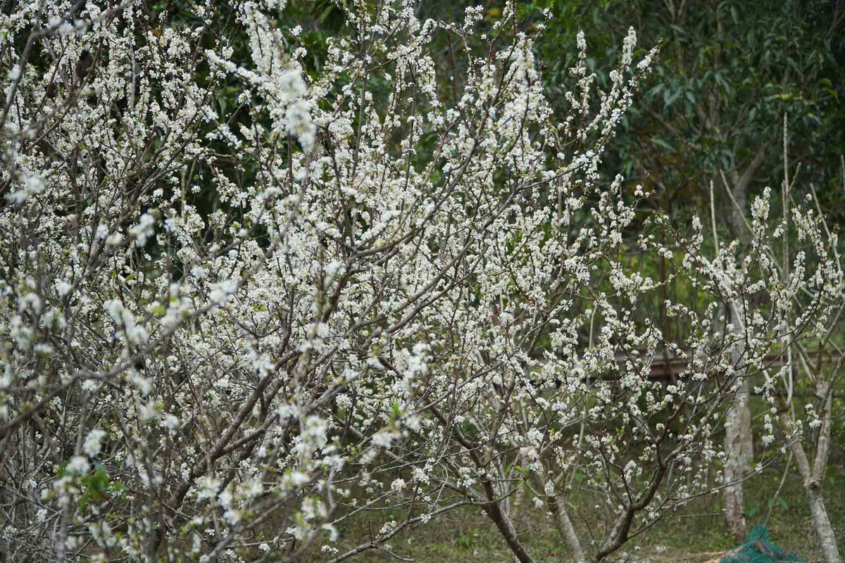 Để đến cao nguyên Đồng Lâm, du khách mất 2-3 tiếng di chuyển từ thành phố Hà Nội theo cao tốc Bắc Giang – Lạng Sơn để đến Hữu Liên. Đường lên Hữu Liên khá đẹp, bằng phẳng, các đoạn đèo dốc không quá quanh co, vòng vèo nên có thể di chuyển bằng ô tô hoặc xe máy. Từ xã Hữu Liên, đi khoảng 3km nữa sẽ đến thảo nguyên Đồng Lâm. Ảnh: Hoàng Vũ
