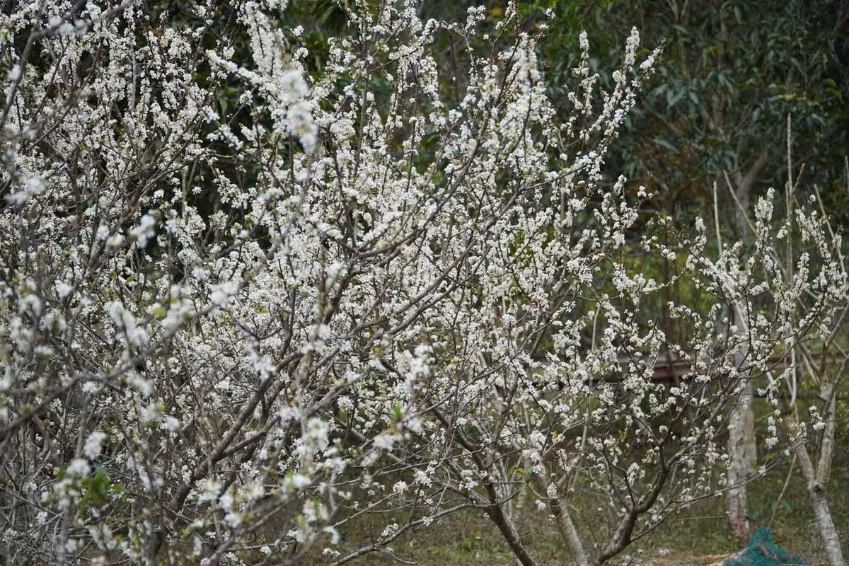 Để đến cao nguyên Đồng Lâm, du khách mất 2-3 tiếng di chuyển từ thành phố Hà Nội theo cao tốc Bắc Giang – Lạng Sơn để đến Hữu Liên. Đường lên Hữu Liên khá đẹp, bằng phẳng, các đoạn đèo dốc không quá quanh co, vòng vèo nên có thể di chuyển bằng ô tô hoặc xe máy. Từ xã Hữu Liên, đi khoảng 3km nữa sẽ đến thảo nguyên Đồng Lâm. Ảnh: Hoàng Vũ