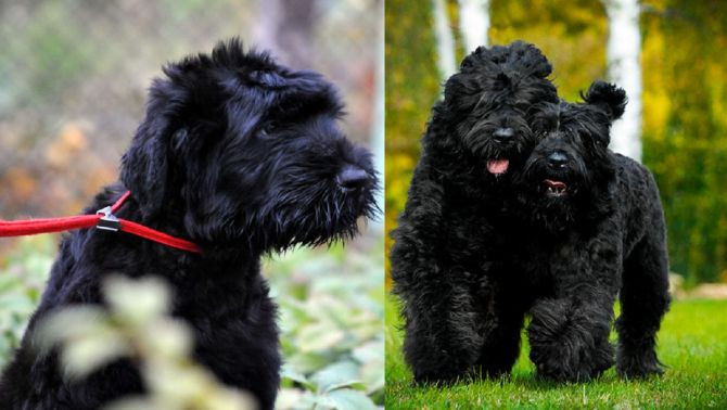 Chó sục Nga đen là một loài chó quý hiếm của Nga, được nước này huấn luyện để thực hiện các nhiệm vụ quân sự như tuần tra biên giới cùng với binh s, kéo xe trượt, vận chuyển vật tư vũ khí, thuốc nổ, tìm kiếm các người lính bị thương.