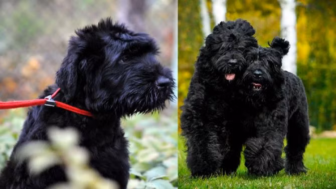 Chó sục Nga đen là một loài chó quý hiếm của Nga, được nước này huấn luyện để thực hiện các nhiệm vụ quân sự như tuần tra biên giới cùng với binh s, kéo xe trượt, vận chuyển vật tư vũ khí, thuốc nổ, tìm kiếm các người lính bị thương.