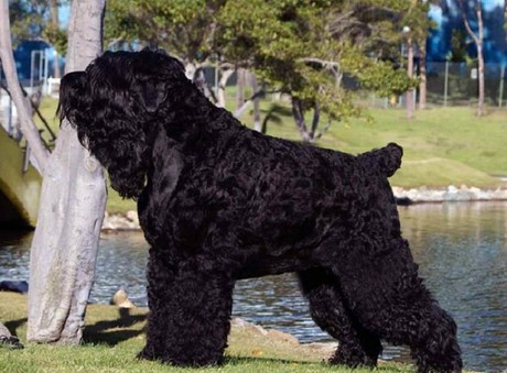 Thậm chí Black Russian Terrier còn gây được thiện cảm vì chúng không quá hung dữ. Theo các chuyên gia, nhờ phần đầu vuông vắn nên chó sục đen có phần hộp sọ rộng và dài, giúp chúng sở hữu hệ thần kinh tốt, luôn vững vàng và nhanh nhạy trong mọi tình huống.
