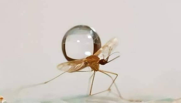 Vi sao hat mua khong the ket lieu mot con muoi?-Hinh-2