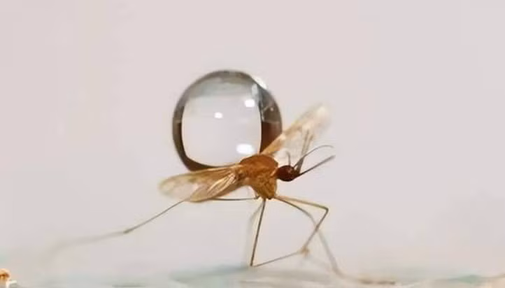 Vi sao hat mua khong the ket lieu mot con muoi?-Hinh-2