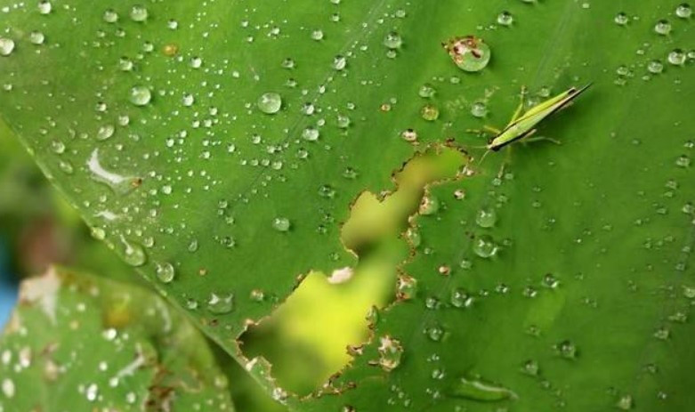 Vi sao hat mua khong the ket lieu mot con muoi?