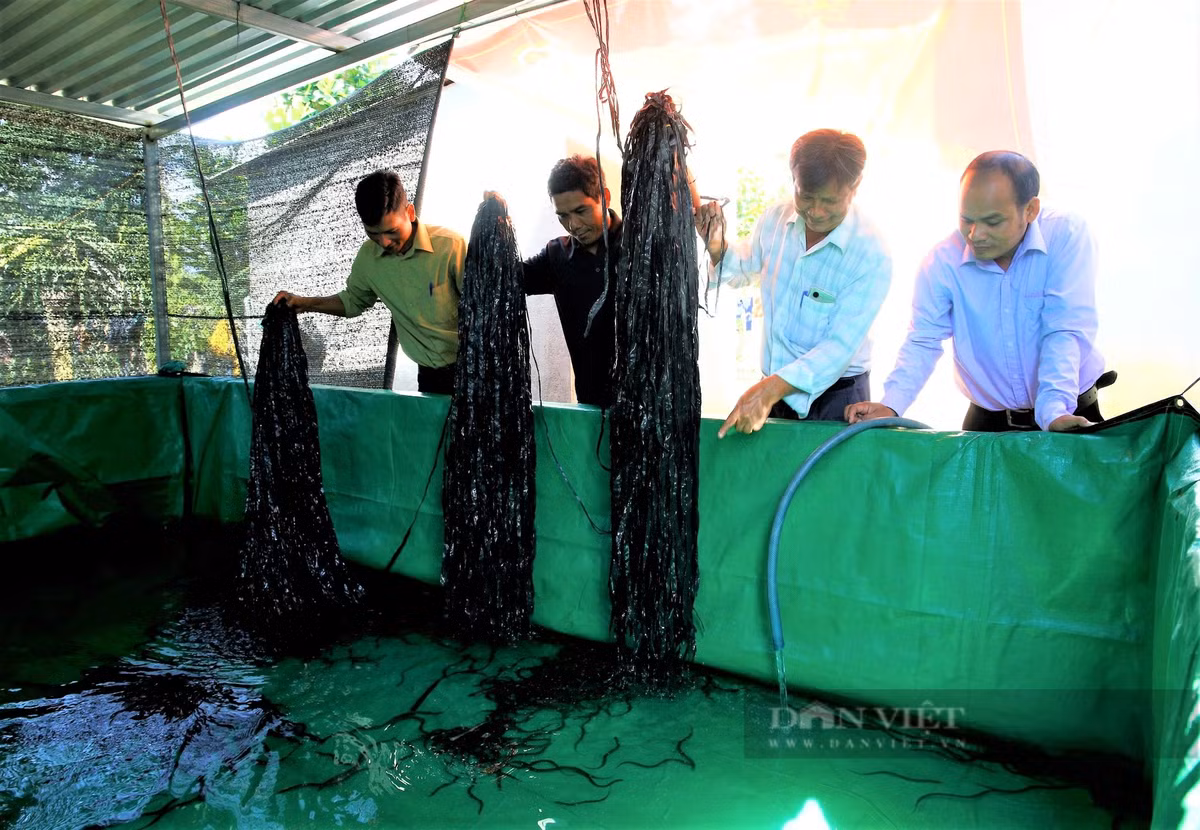 O Kon Tum, dan nuoi luon day dac, ban thu tien quanh nam