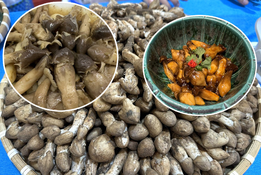 Loai dac san moc tua tua sau mua, dan soi den ca dem hai ban-Hinh-2