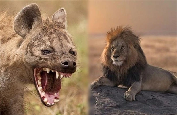 1001 thắc mắc: Sư tử và linh cẩu kẻ nào mạnh hơn? ảnh 1
