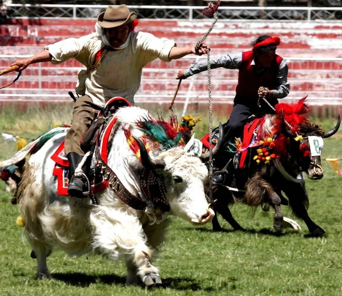 Bò Yak là một phần không thể thiếu trong cuộc sống Tây Tạng. Người nông dân nhờ vào nó để thồ hàng, có thể chở được hơn 200 kg. Nhưng cứ đến dịp lễ hội, chúng lại được "nghỉ làm" mà tham gia vào hội đua bò truyền thống.