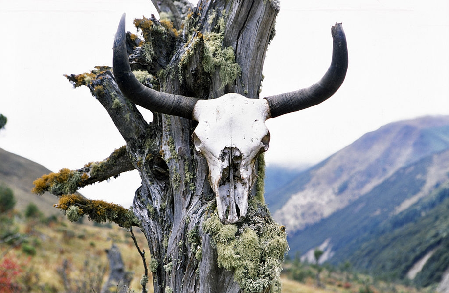 Loài bò này được người Tây Tạng thờ phụng. Không khó để bắt gặp hình ảnh những bức tượng khổng lồ của chúng. Khi bò Yak chết, người dân thường giữ đầu chúng để treo trong nhà. Phần xương của chúng cũng được dùng làm thành những tràng hạt để hành trì.