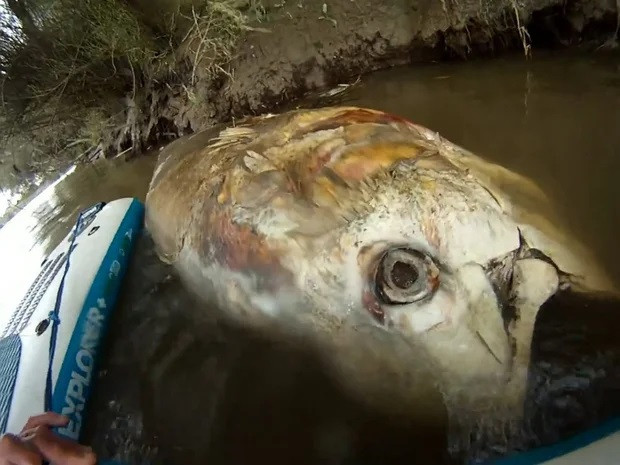 Tim thay ca ngu khong lo dai hon 2 met, to bang con bo-Hinh-3