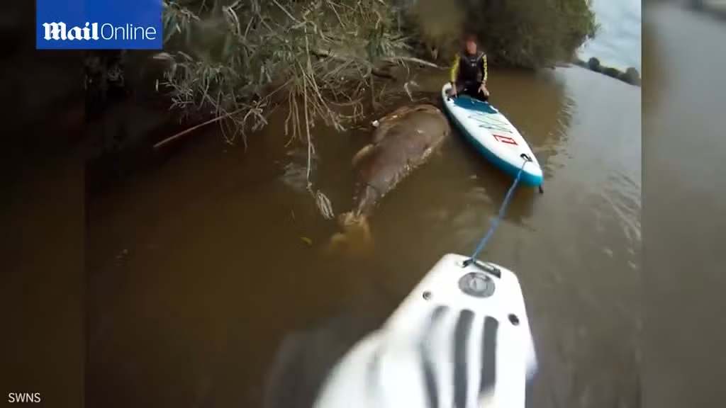 Tim thay ca ngu khong lo dai hon 2 met, to bang con bo