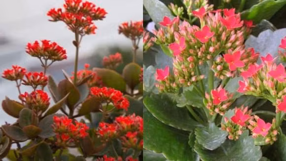 Cay hoa bong co y nghia bat ngo ma nhieu nguoi chua biet-Hinh-2