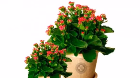 Cay hoa bong co y nghia bat ngo ma nhieu nguoi chua biet