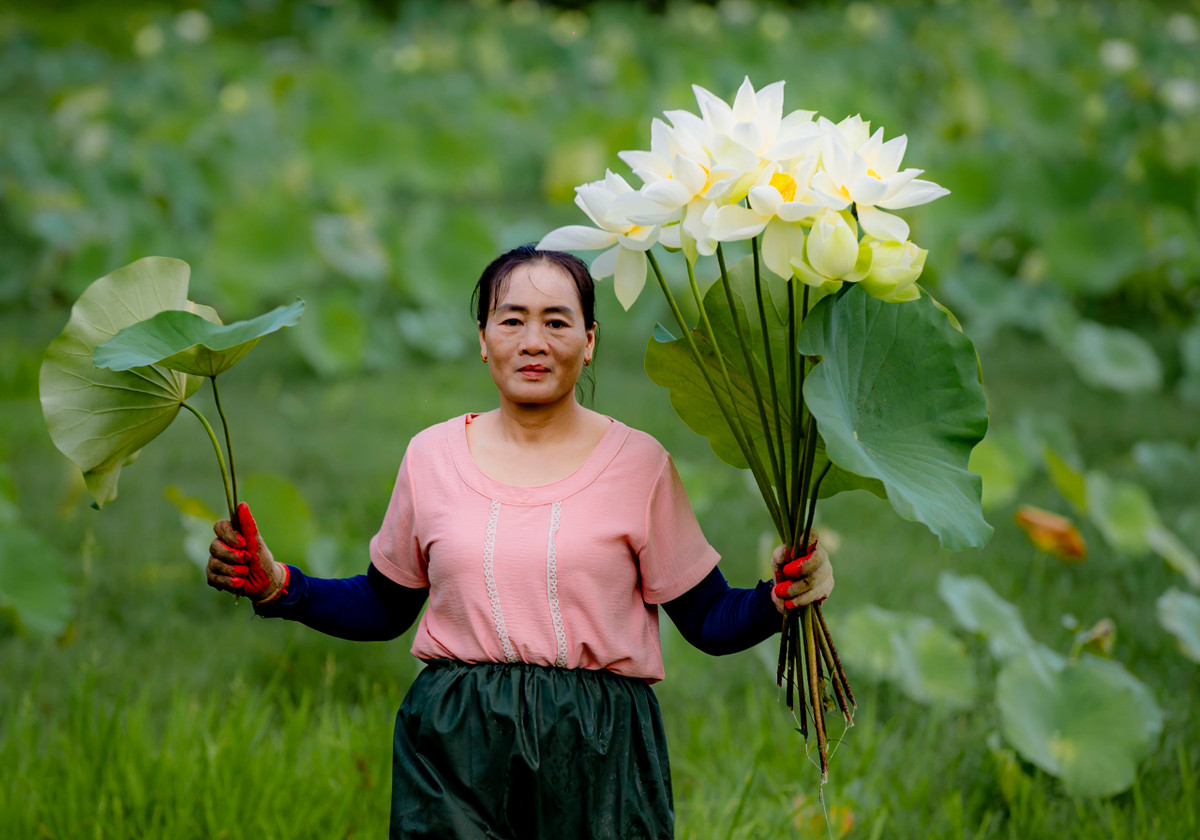 Tại Thừa Thiên Huế, người dân thường trồng sen vào tháng 12 đến tháng 2 dương lịch và thu hoạch từ khoảng tháng 5 đến tháng 7 hàng năm. Sen được trồng nhiều ở ao, hồ, vùng có địa hình thấp trũng tại các huyện Phong Điền, Quảng Điền, Phú Lộc, Phú Vang, thị xã Hương Trà, Hương Thủy giúp chuyển đổi cơ cấu cây trồng phù hợp với điều kiện tự nhiên, cho hiệu quả kinh tế, nâng cao thu nhập. Sen được người nông dân thu hoạch để chế biến thành những món ăn, thức uống thơm ngon, bổ dưỡng cùng những sản phẩm thủ công truyền thống.