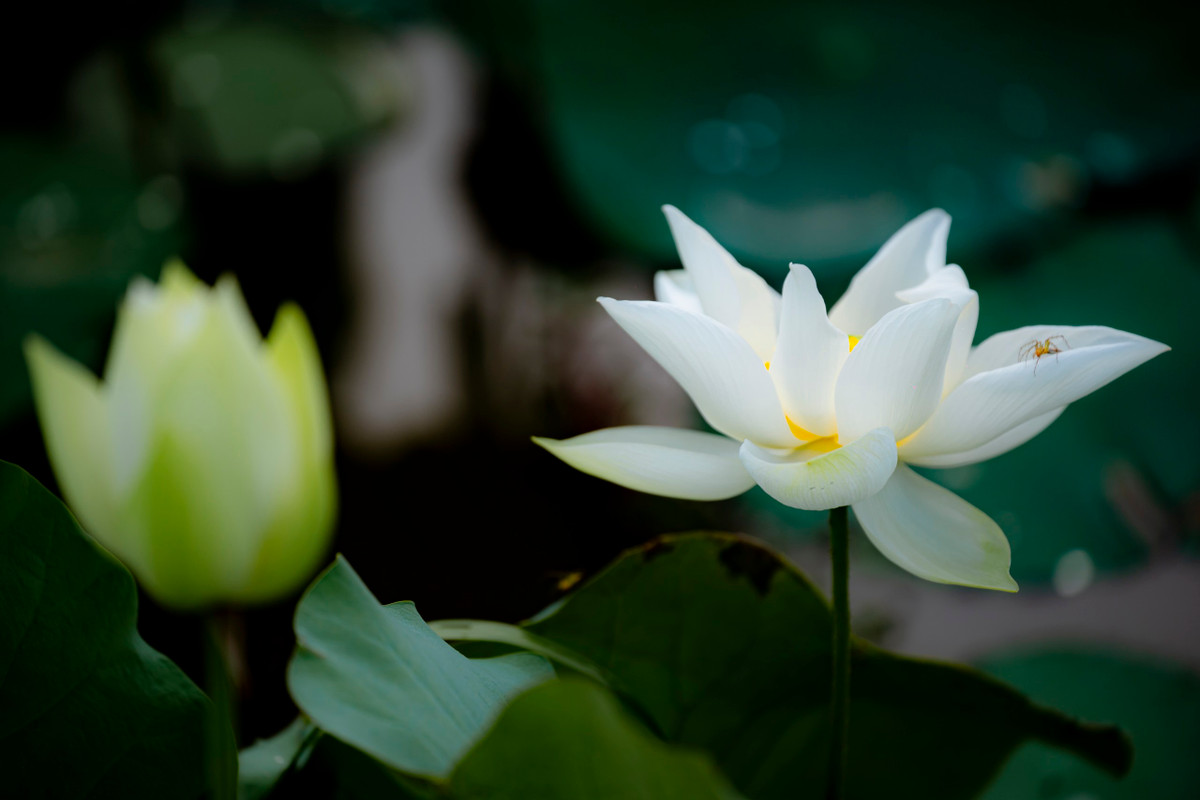 Trong khi đó, tại xã Thuỷ Bằng, TP Huế, những ngày này đầm sen trắng cũng bắt đầu nở rộ, khoe sắc.