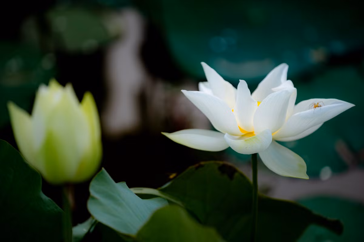 Trong khi đó, tại xã Thuỷ Bằng, TP Huế, những ngày này đầm sen trắng cũng bắt đầu nở rộ, khoe sắc.