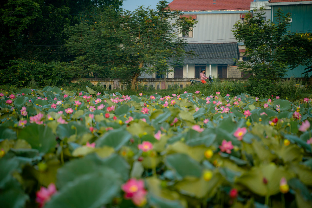 Mùa sen bung nở như tô điểm thêm cho vẻ đẹp của vùng quê yên bình.