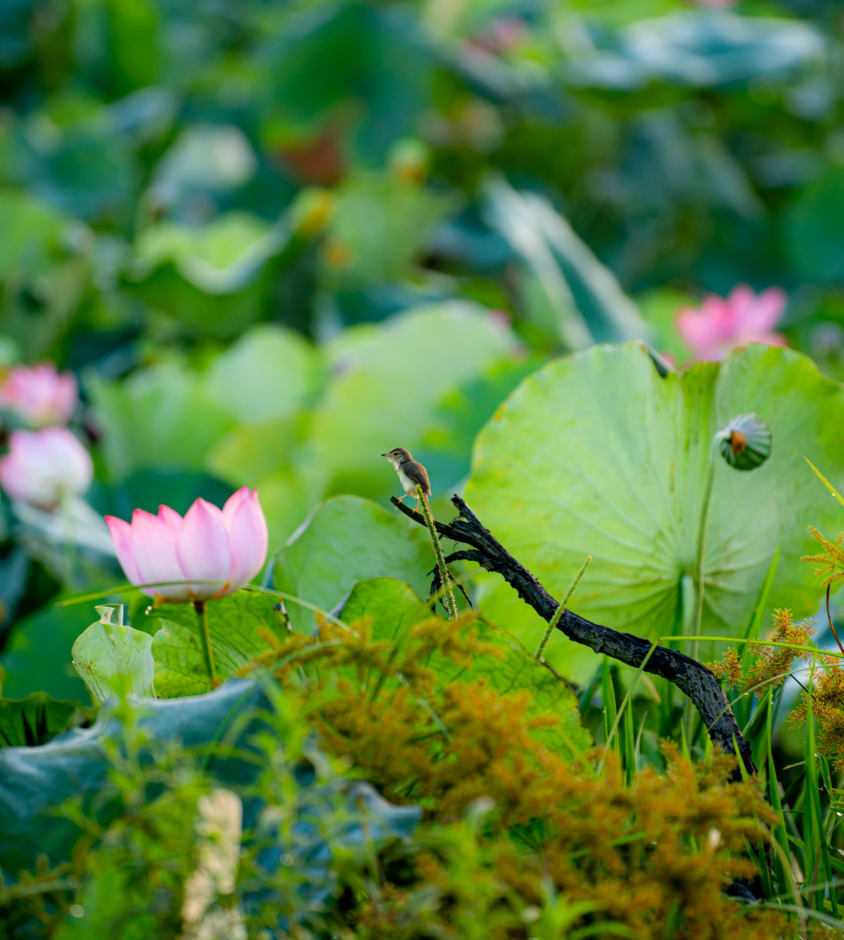 Sen ở La Chữ rất có tiếng trên địa bàn, bông sen đại diện cho sự thanh tao, thuần khiết.