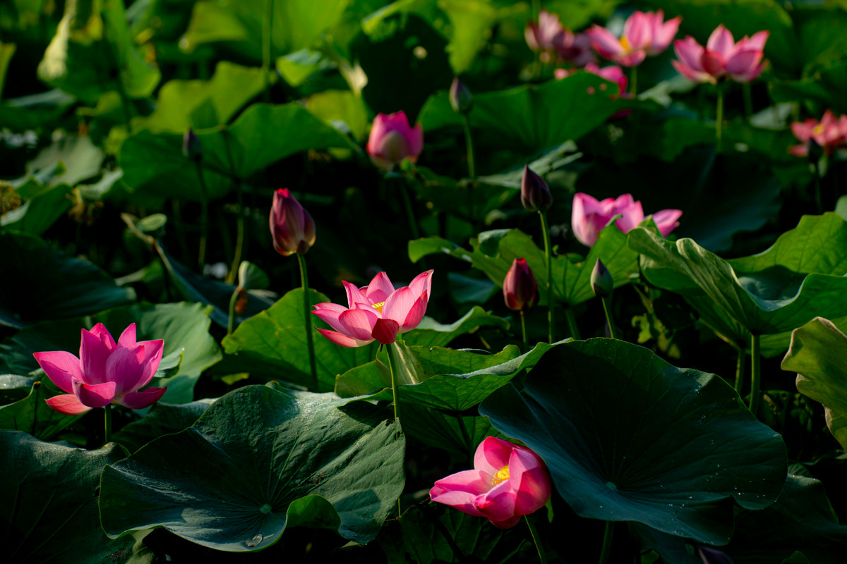 Vào mỗi dịp tháng 5, những đầm sen ở Thừa Thiên Huế bắt đầu bung nở. Từ những đóa hoa sen tươi thắm ở hồ Tịnh Tâm, các hồ trong Kinh thành Huế đến những cánh đồng sen nằm dọc tuyến đường ở các vùng quê.