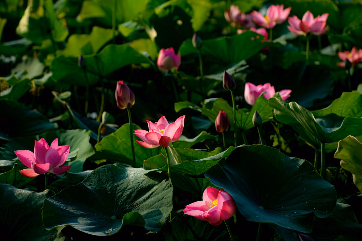 Vào mỗi dịp tháng 5, những đầm sen ở Thừa Thiên Huế bắt đầu bung nở. Từ những đóa hoa sen tươi thắm ở hồ Tịnh Tâm, các hồ trong Kinh thành Huế đến những cánh đồng sen nằm dọc tuyến đường ở các vùng quê.