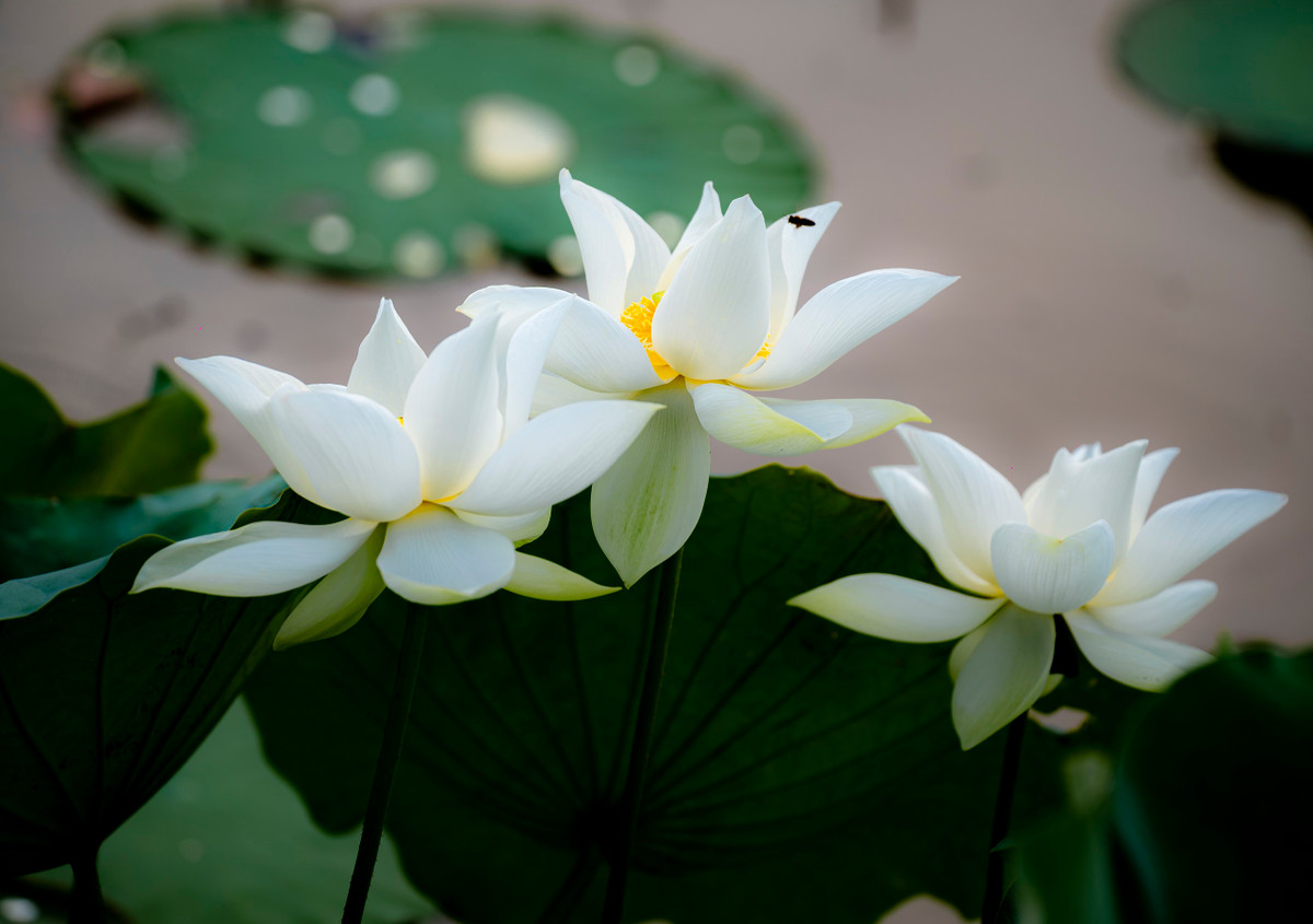 Những đoá sen trắng tinh khôi thu hút ong tìm mật.