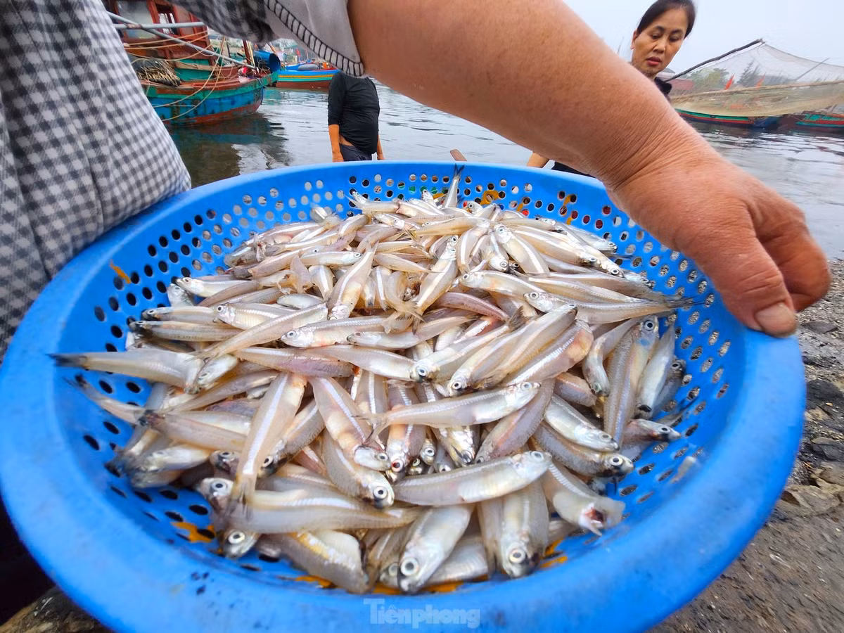 Những mớ tôm tép, cá tươi rói vừa được các ngư dân đánh bắt từ biển đưa về bến.
