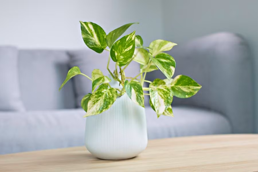 Hơn nữa trầu bà có tác dụng hấp thụ những chất độc hại trong không khí, bức xạ từ các thiết bị điện từ, lại có thể mang đến tài lộc và may mắn cho gia chủ.