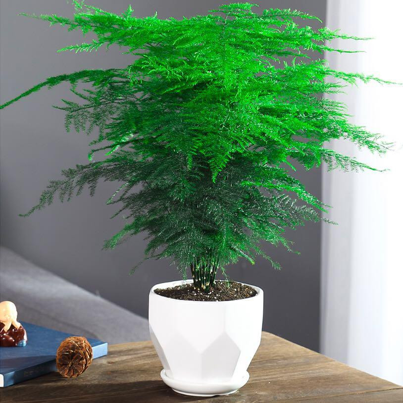 Trong phong thủy, trồng cây măng tây trong phòng khách, đặt trên bàn làm việc hay bàn học còn mang lại nhiều may mắn, giúp thăng tiến, học hành tấn tới. Măng tây cũng chịu hạn tốt nên không cần tưới nhiều nước.