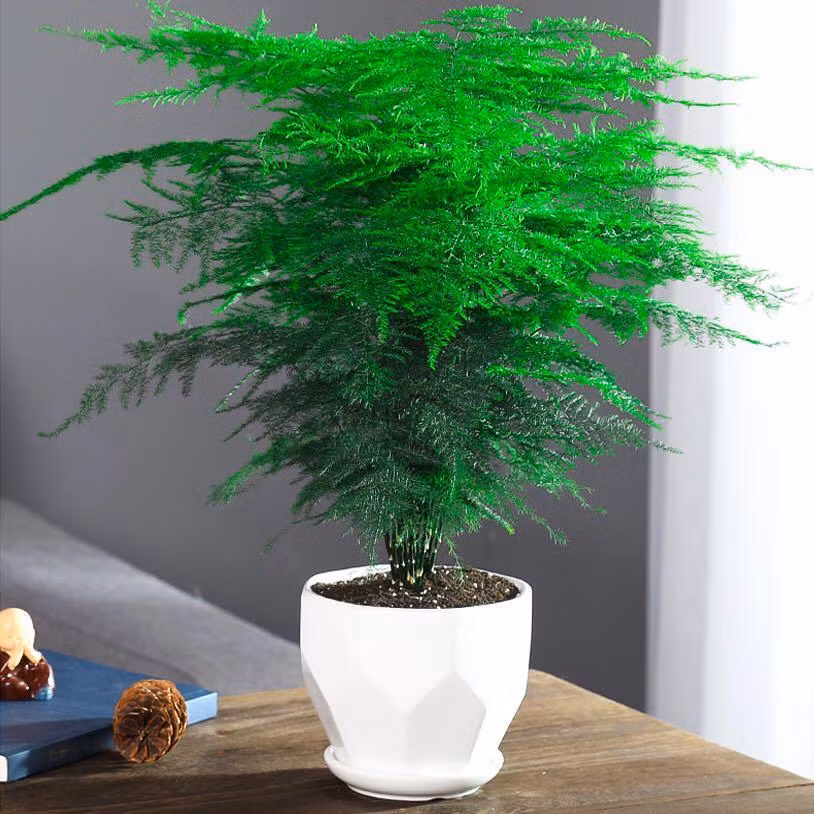 Trong phong thủy, trồng cây măng tây trong phòng khách, đặt trên bàn làm việc hay bàn học còn mang lại nhiều may mắn, giúp thăng tiến, học hành tấn tới. Măng tây cũng chịu hạn tốt nên không cần tưới nhiều nước.