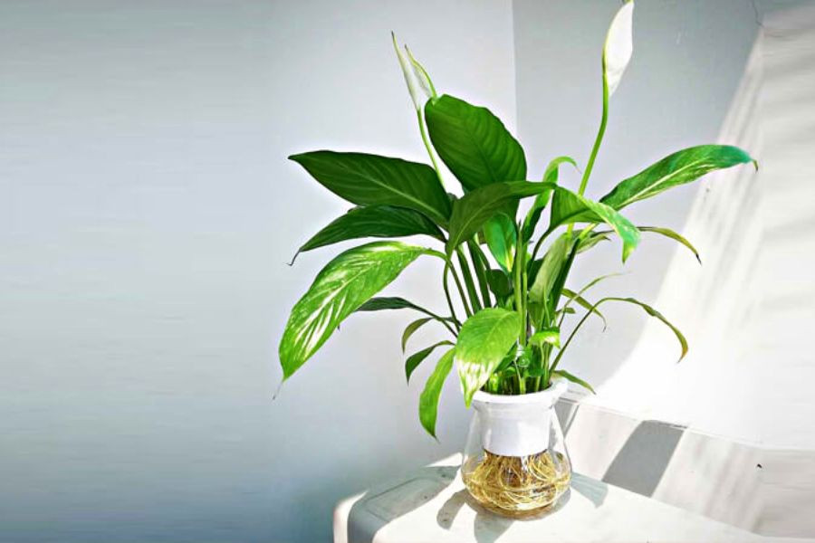 7. Cây lan ý. Lan ý lá xanh hoa trắng tinh khôi mang lại nhiều may mắn cho gia chủ. Đó cũng là loại cây sống được trong môi trường thiếu nắng. Lan ý lại mang tới vẻ đẹp thanh thoát may mắn nên rất được ưa chuộng. (*Thông tin bài viết chỉ mang tính chất tham khảo, chiêm nghiệm).